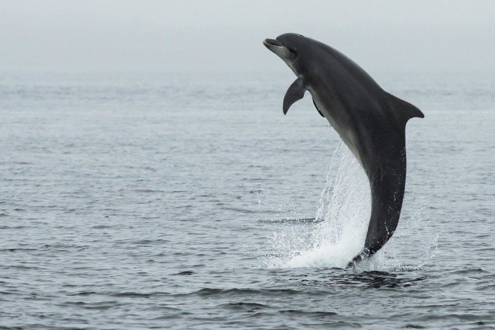a dolphin