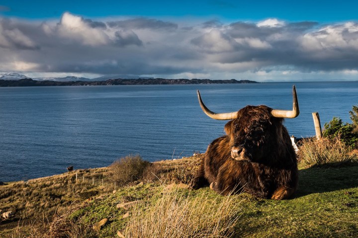 a cow in front a lake