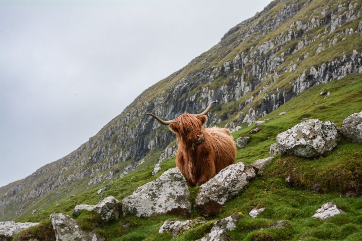 a cow in the mountain